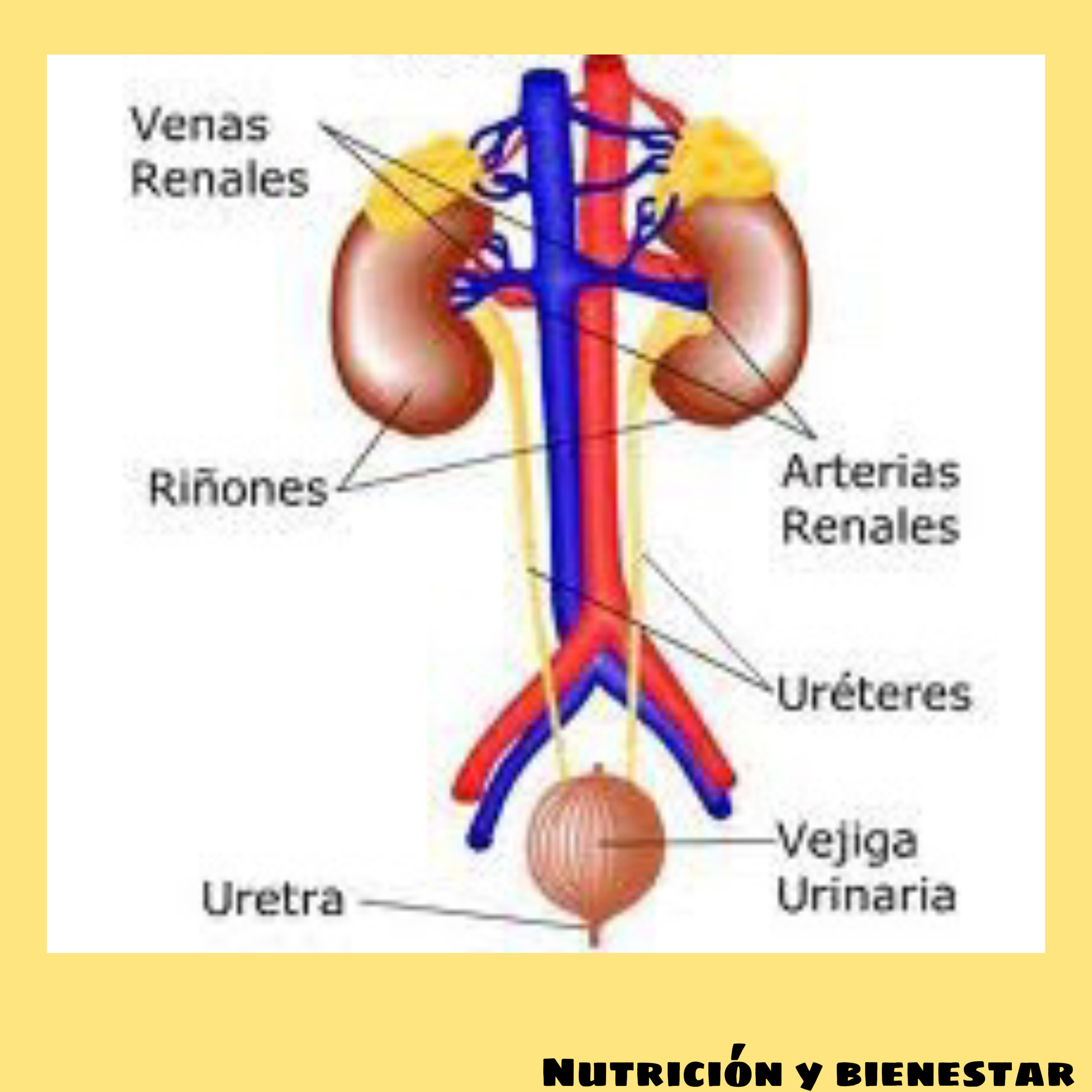 Excresión