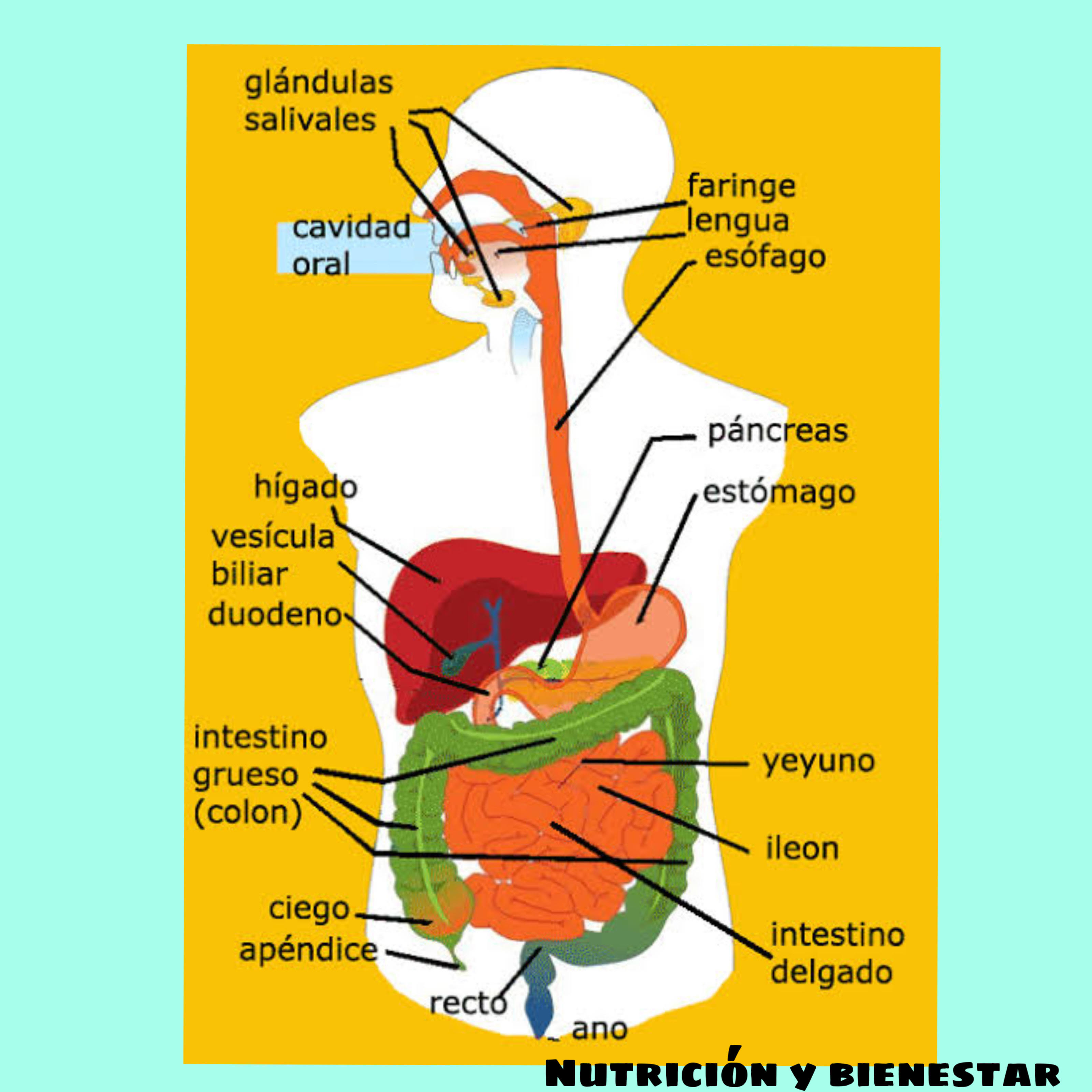 Proceso digestivo